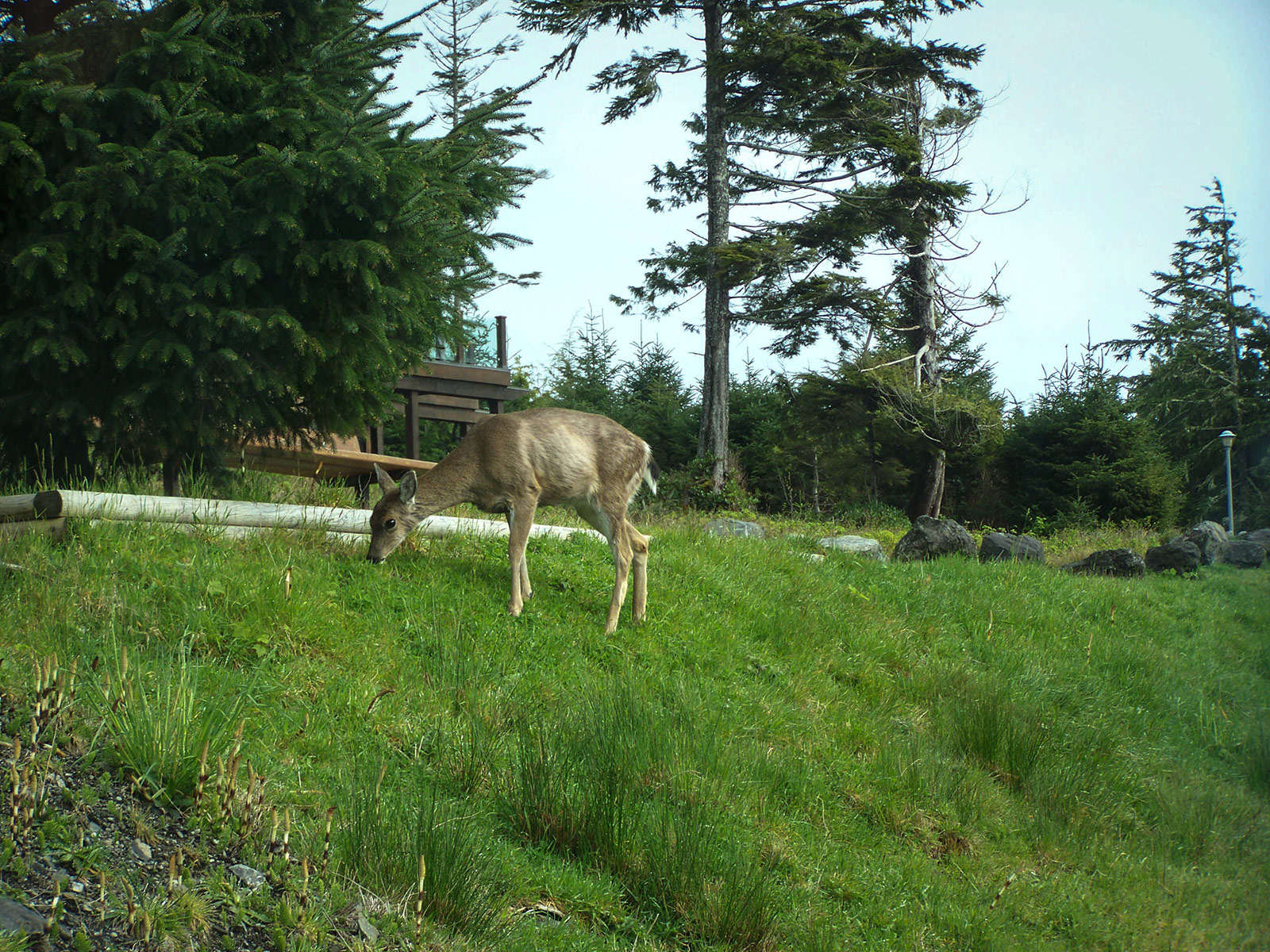 Deer on our front lawn