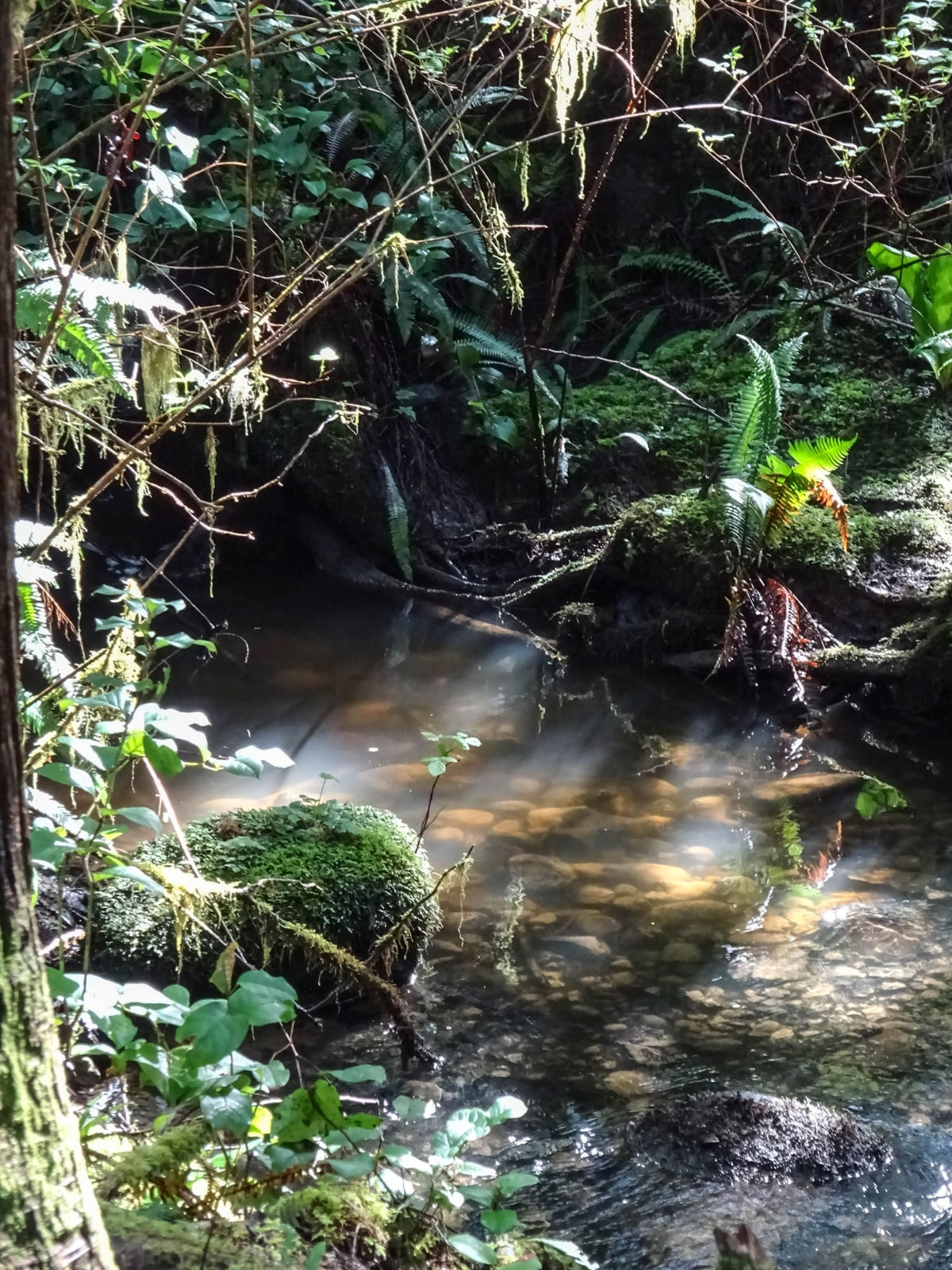 Pretty puddles in the forest