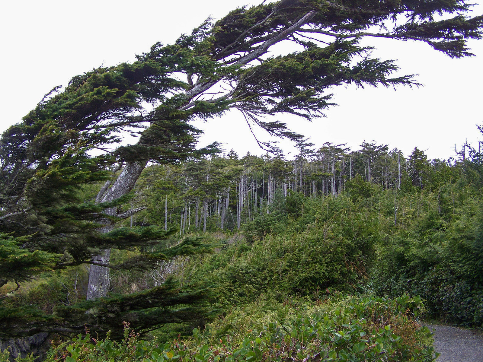 More wind-swept trees