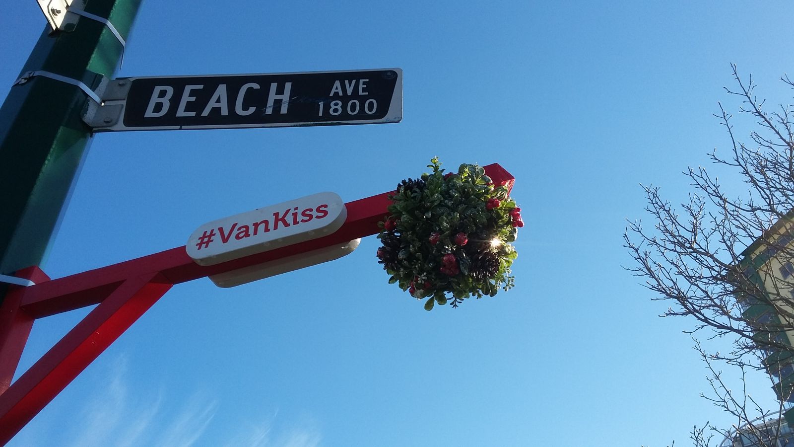 mistletoe