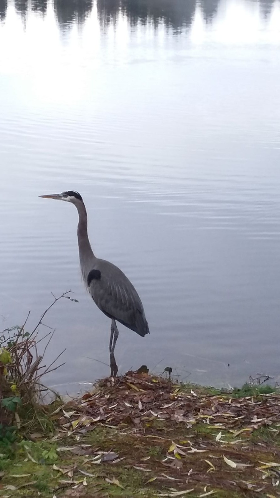 A heron