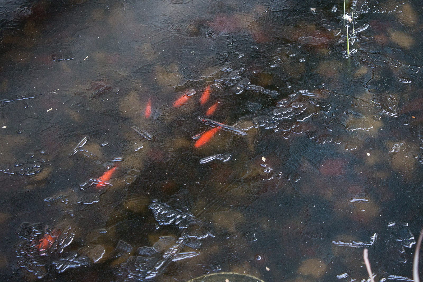 Frozen Fish.