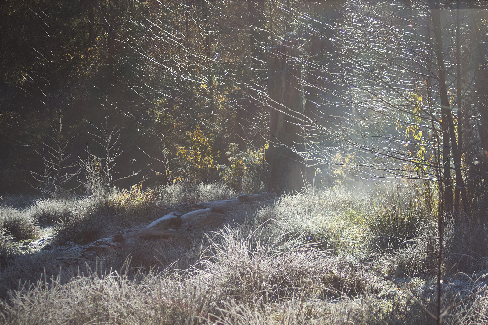Haze and sun makes for kitschy pictures.