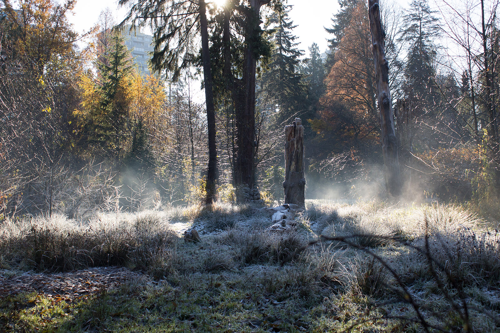 The magic mist