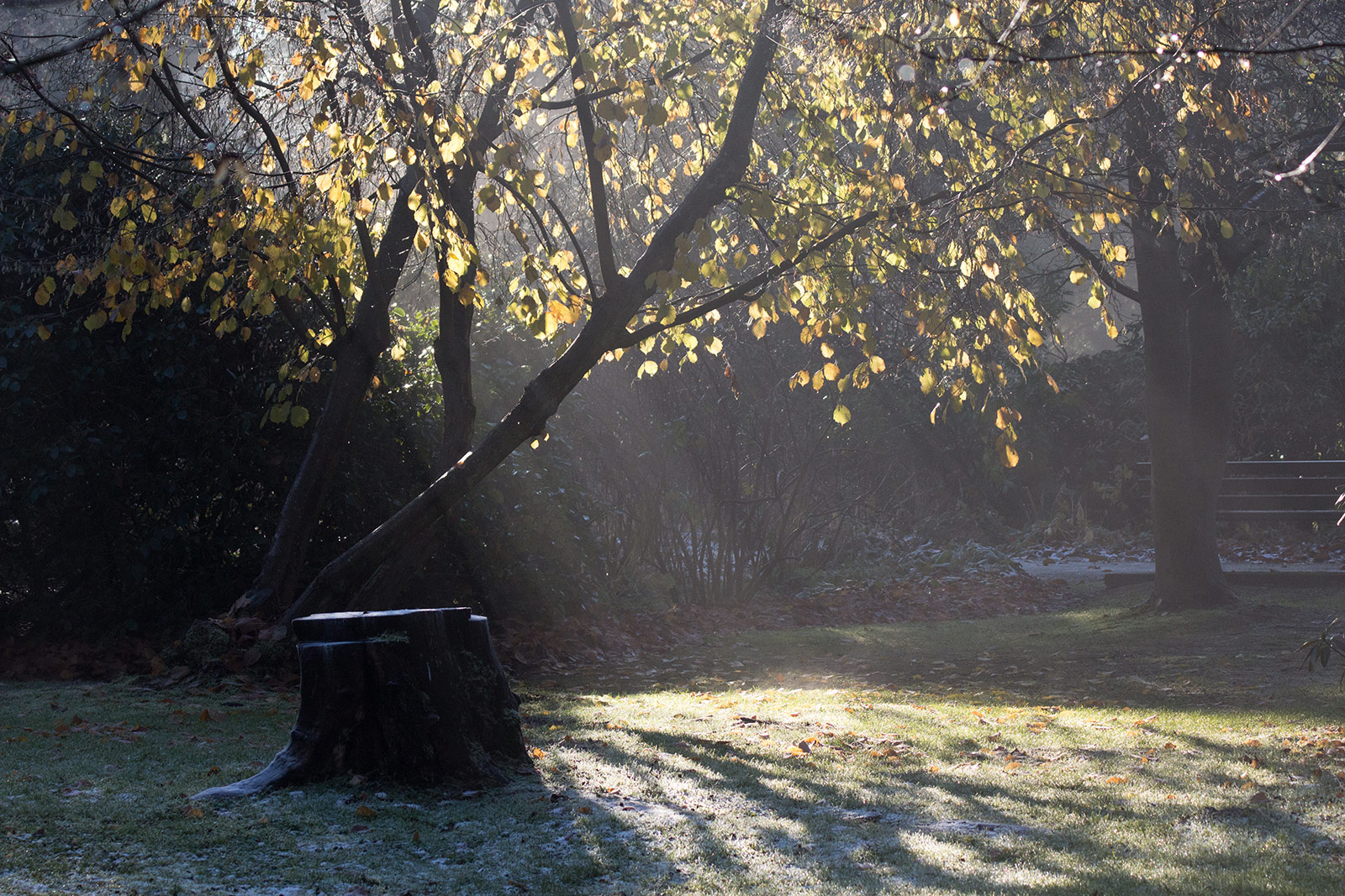 Tree haze
