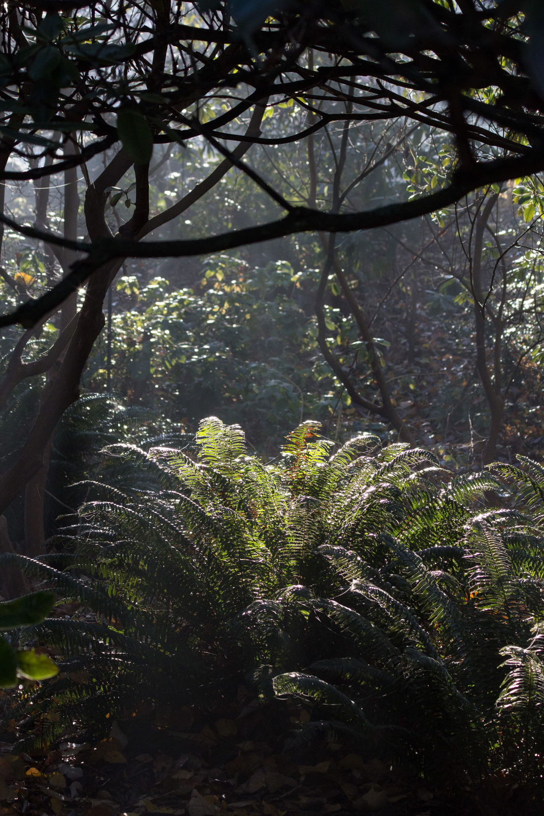 Foliage haze