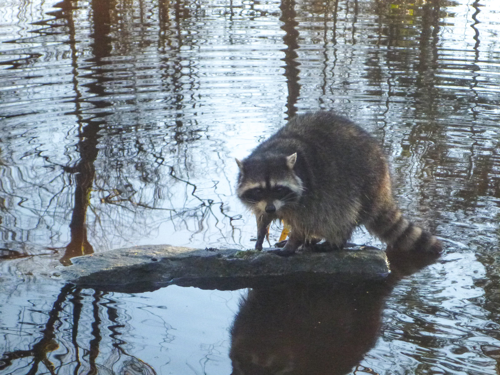 Racoon in a fix.