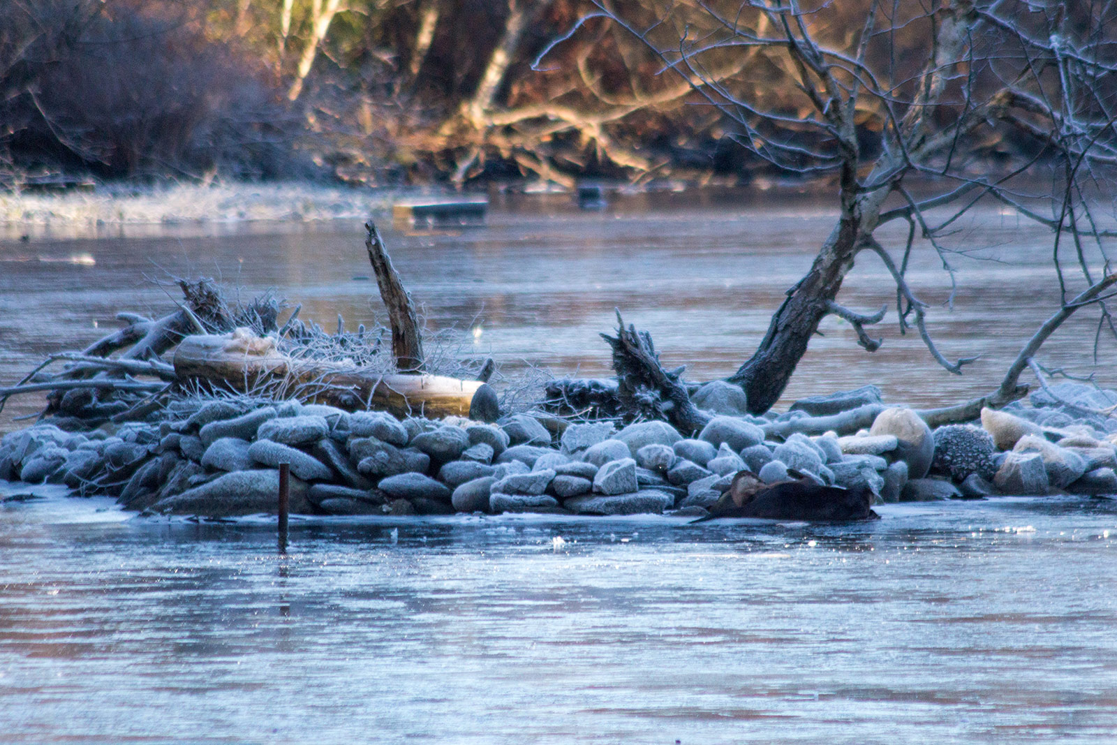 Otters from far away.