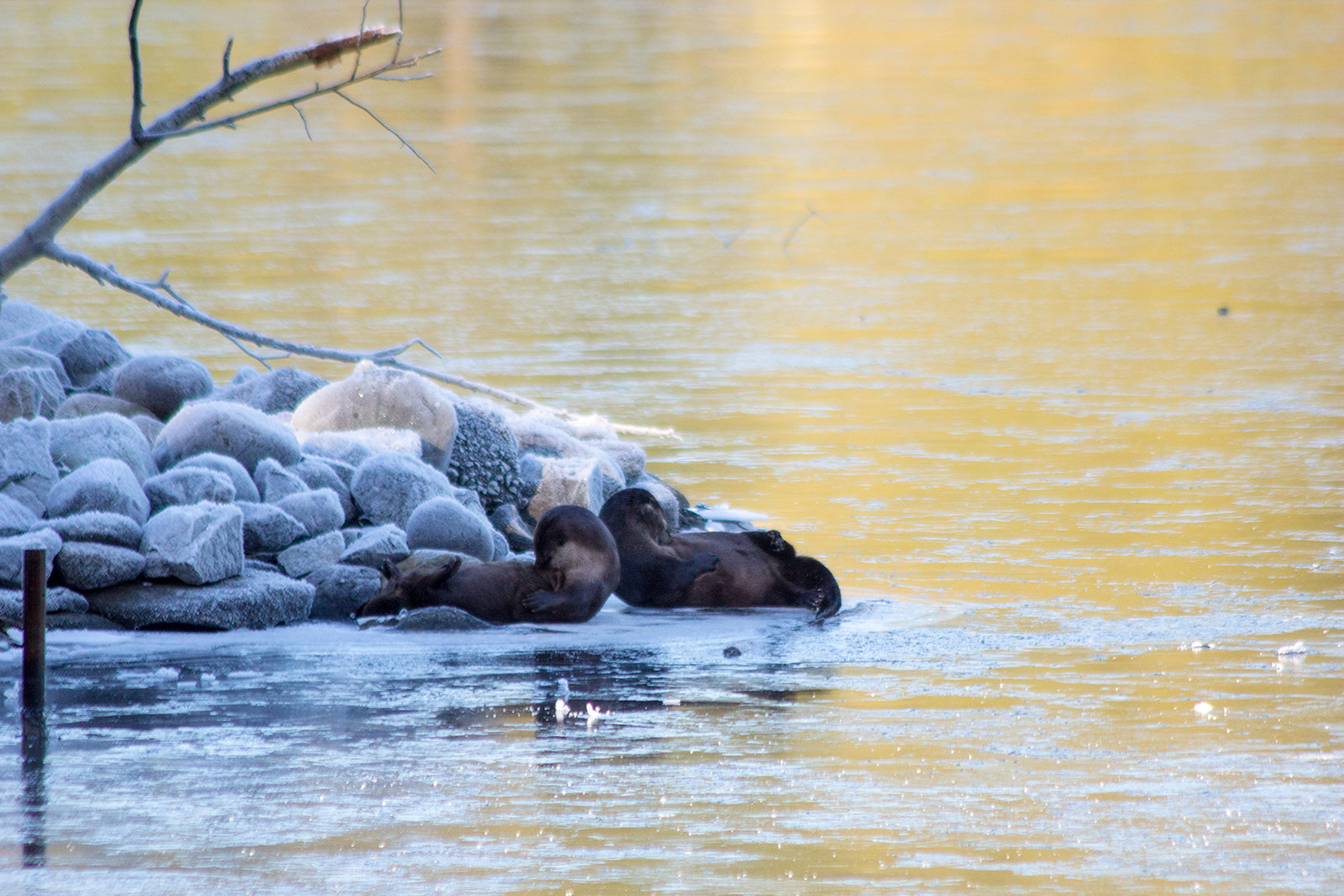 Otters closer