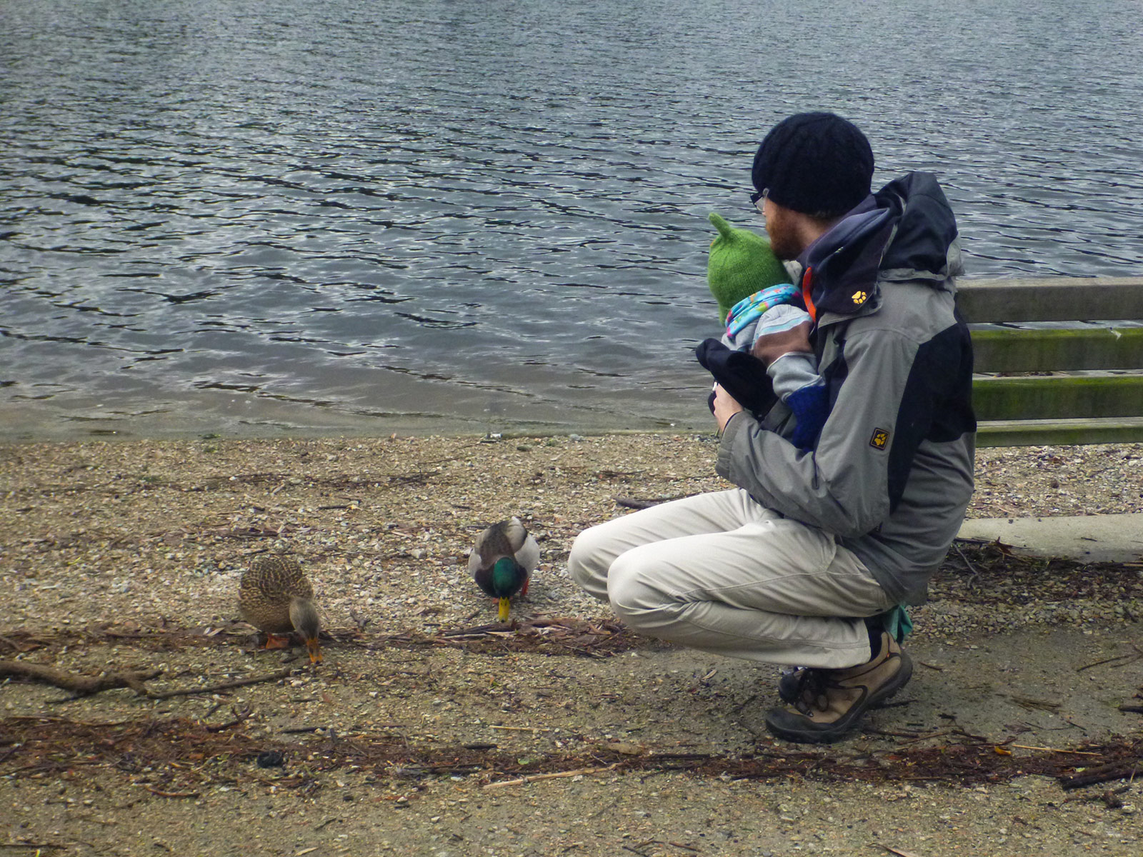 Looking at Ducks