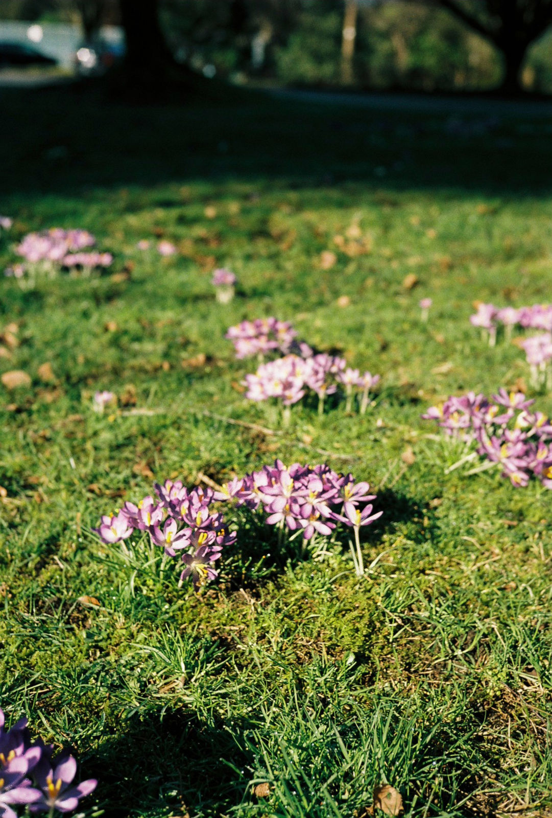 Look, Flowers! Spring is coming.
