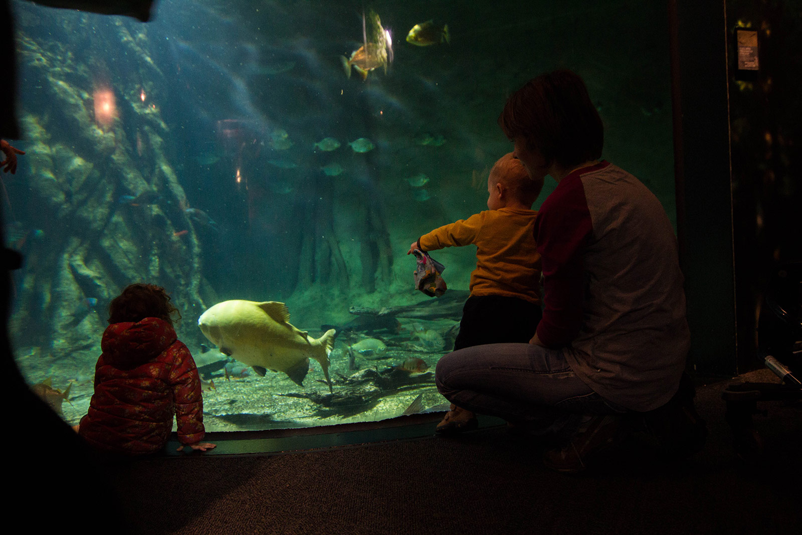 Albert at the fish tank