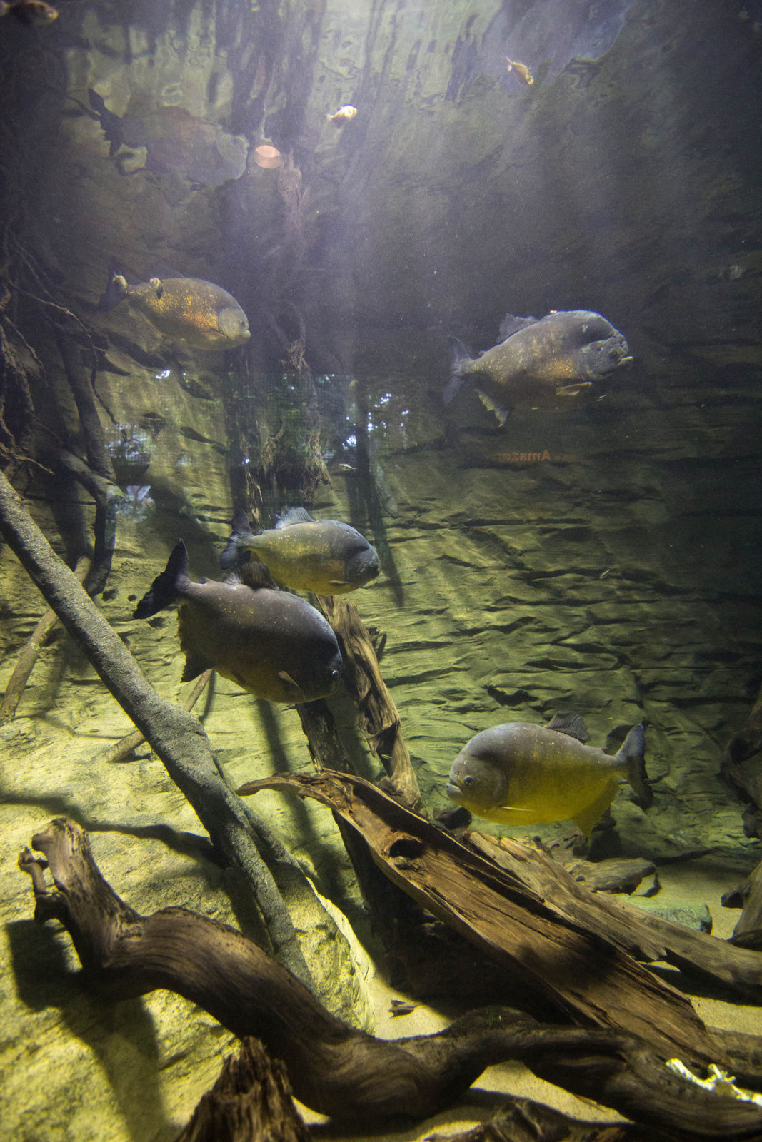 Some fish. Piranhas, I think.