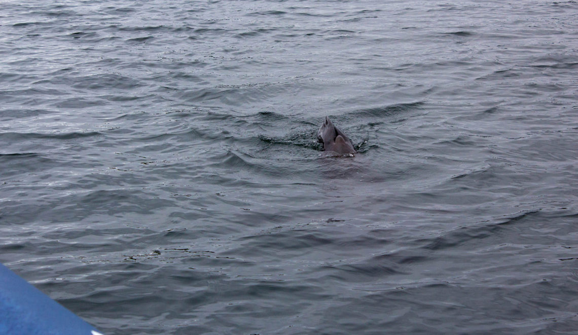 Vanishing sea lion