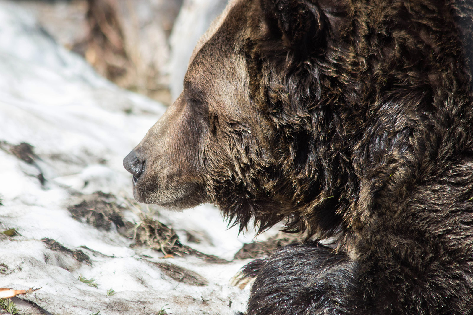 Bear face, profile