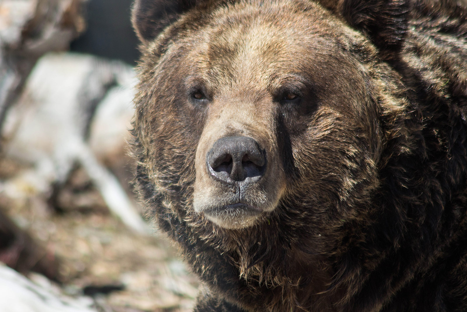 Bear face, portrait