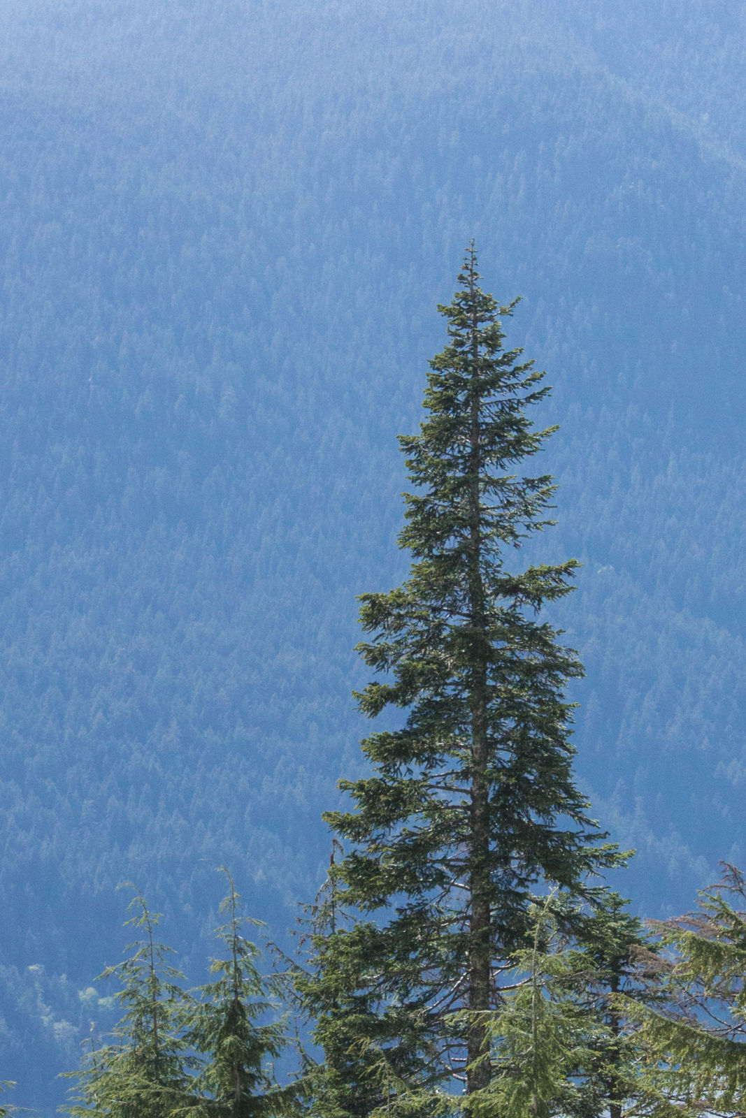 Trees on the Grouse