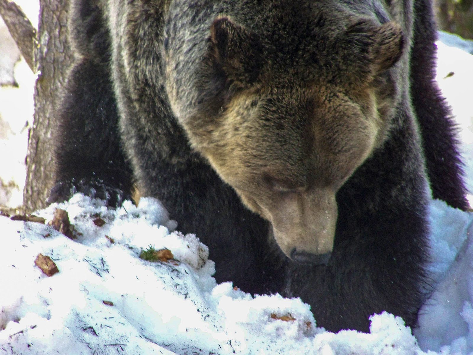 Bear