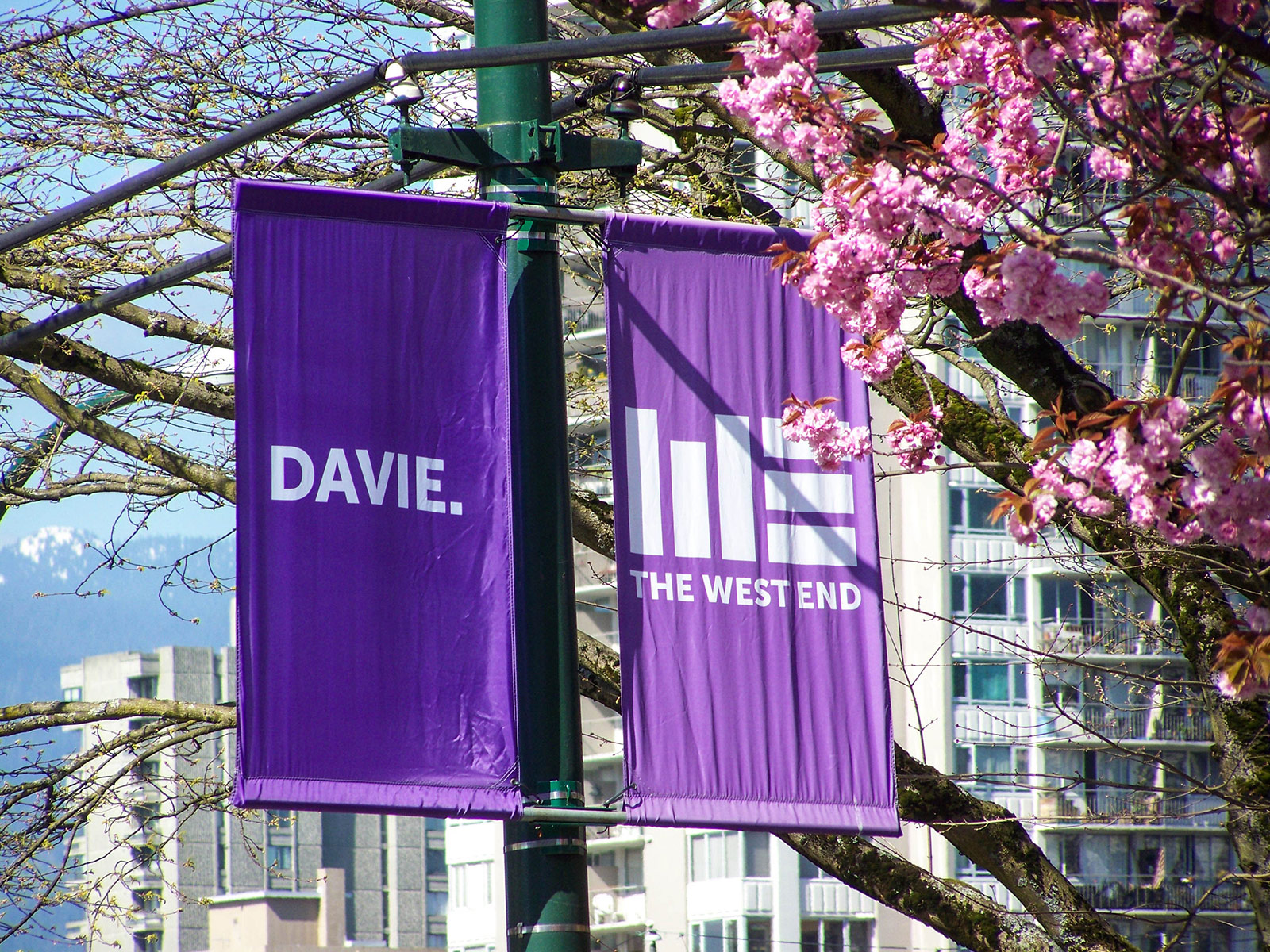 Cherry Trees in front of a Davie Street flag