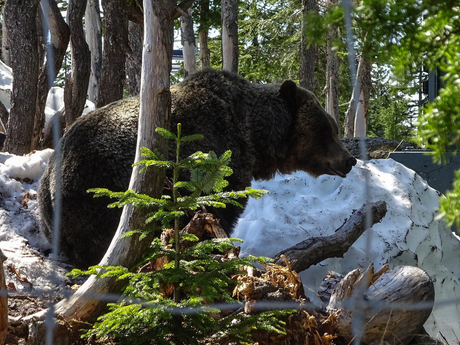 Bear