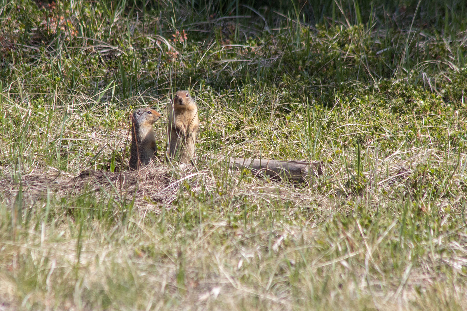 Ground Squirrels