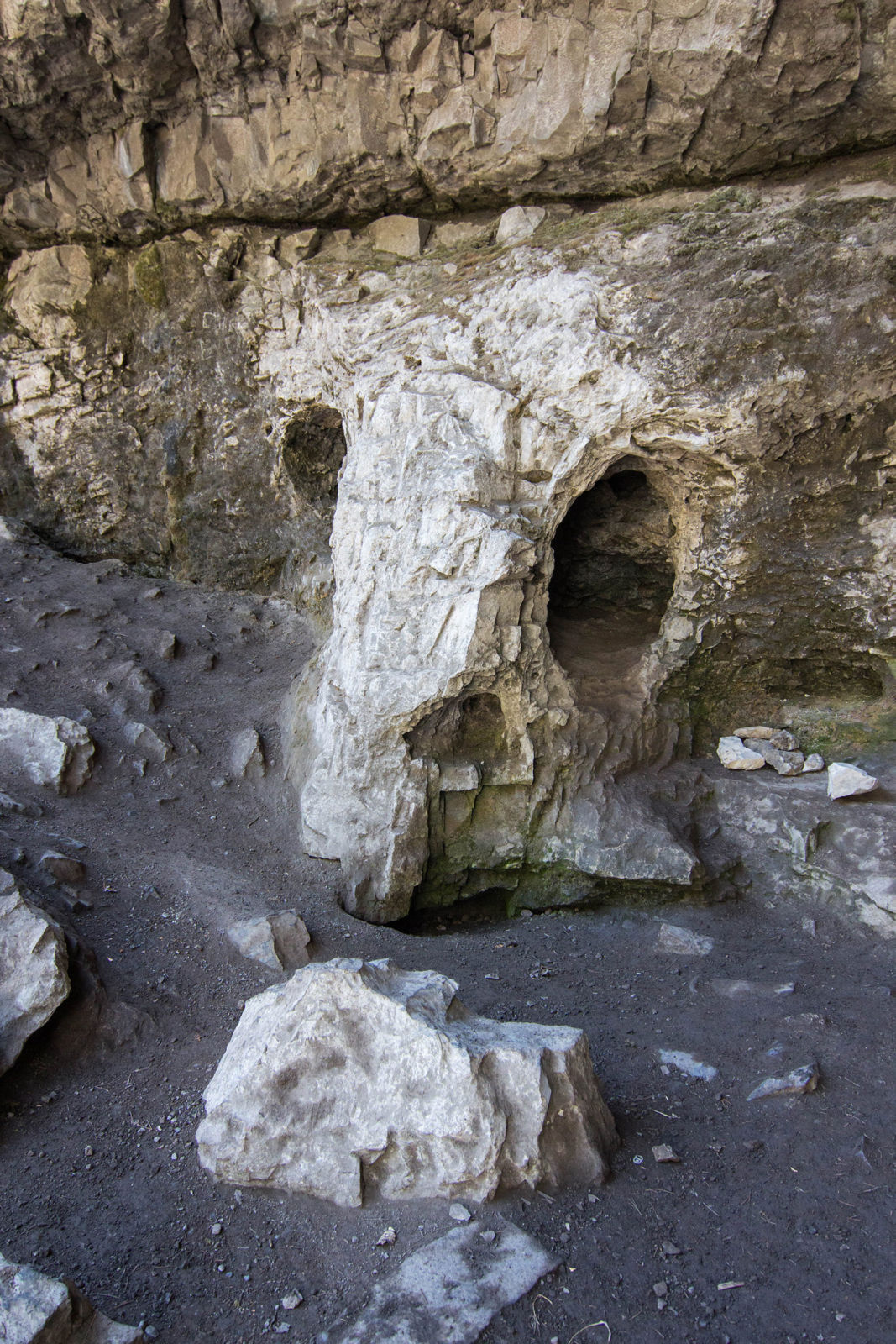 Funny Stones looking like an animal skull