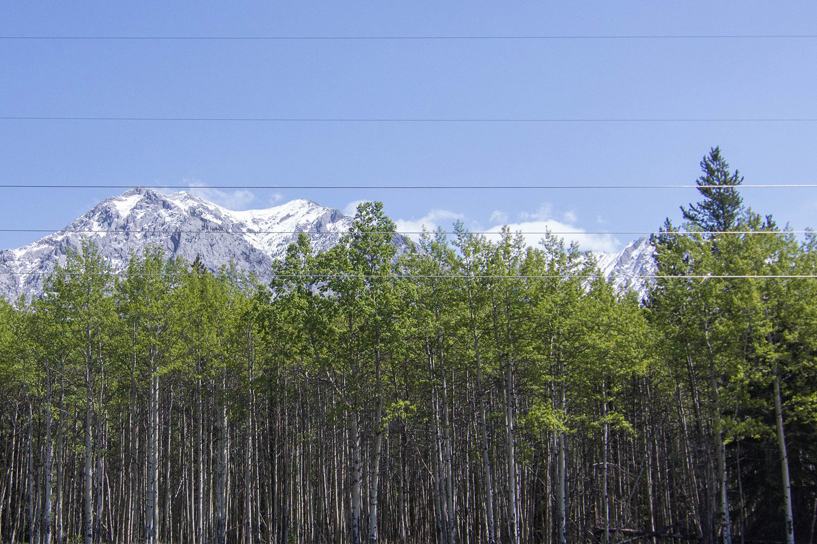 Birch groves