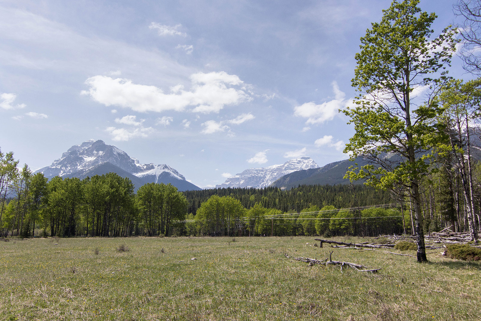 Hay Meadows