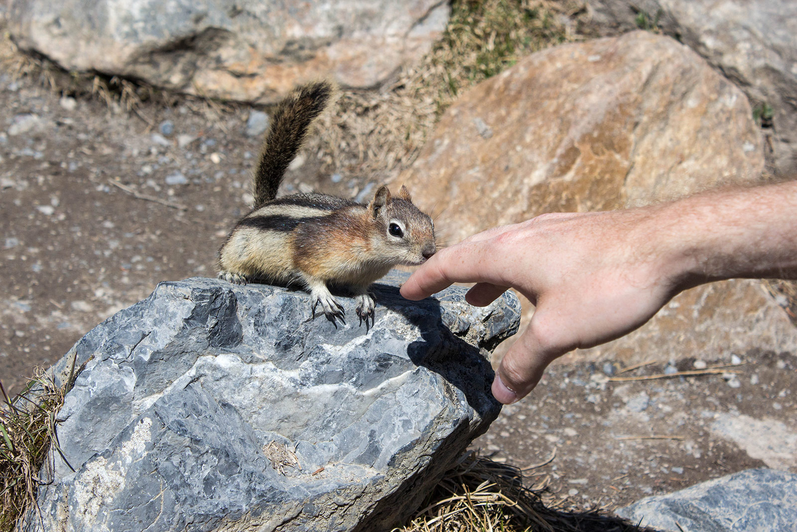 Striped Ground Squirrels